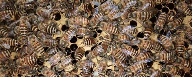 工蜂真的能繁殖后代吗（工蜂能生育吗）