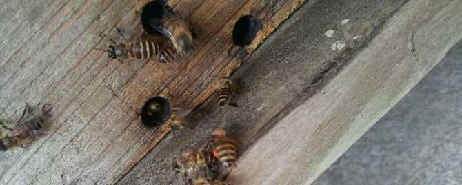 工蜂产的雄蜂能交尾吗 工产雄蜂能繁殖吗