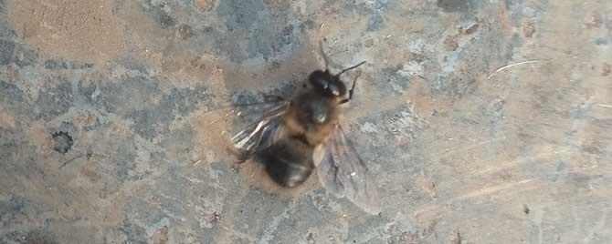 雄蜂在蜂群中有什么作用（雄蜂在蜜蜂群中的作用）