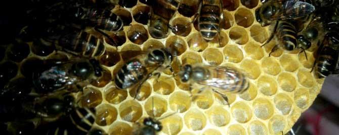怎样能让工蜂停止产卵 工蜂产卵的最佳处理方法