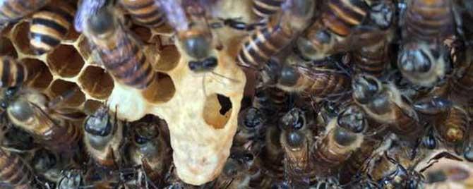 怎么让蜜蜂起急造王台 如何让蜜蜂起王台