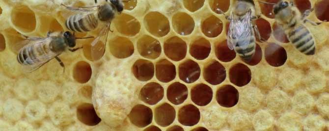 急造王台会自然分蜂吗 自然王台分蜂方法