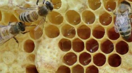 怎样让蜜蜂自己起王台 怎么让蜜蜂造王台