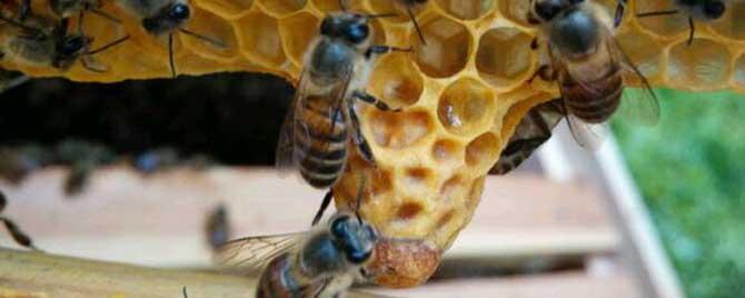 蜜蜂自然分蜂在什么季节（蜜蜂一般在什么季节分蜂）