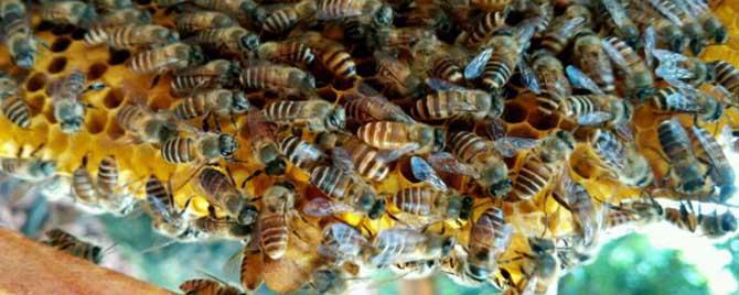 蜜蜂什么时候分蜂最多（蜜蜂什么时候分蜂比较多）