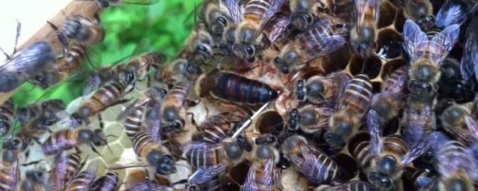 蜜蜂一年自然分蜂几次（蜜蜂几天分一次分蜂）