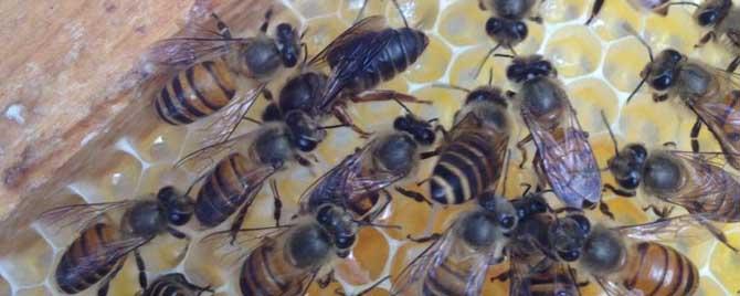 怎样知道蜜蜂要自然分蜂（蜜蜂在什么情况下可以分蜂）