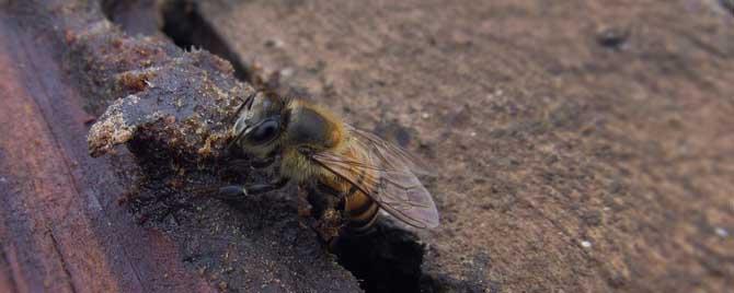 为什么蜜蜂老是分蜂（蜜蜂连续分蜂是什么原因）