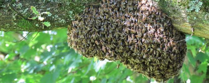 蜜蜂分蜂往什么方向飞（蜜蜂分蜂一般会往哪飞）