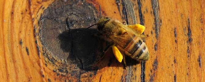 养蜜蜂的风险有哪些（养蜜蜂安全吗）