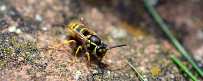 养蜜蜂怎么防止马蜂 如何预防马蜂来伤害蜂蜜