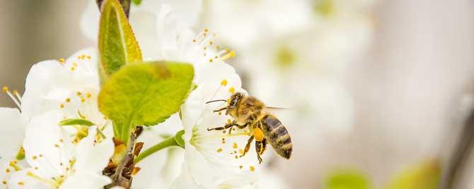 蜜蜂