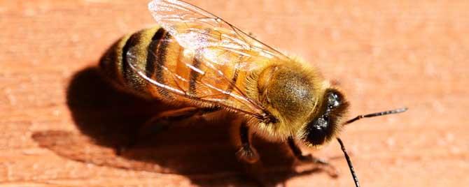 蜜蜂春季怎么管理（蜜蜂春季管理技术要点）
