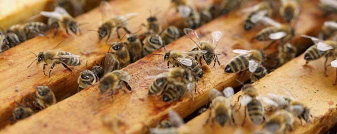 蜜蜂春繁诀窍有哪些 蜜蜂春繁怎么管理