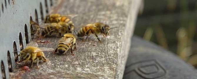 蜜蜂春季怎样繁殖最快 蜜蜂繁殖最快方法
