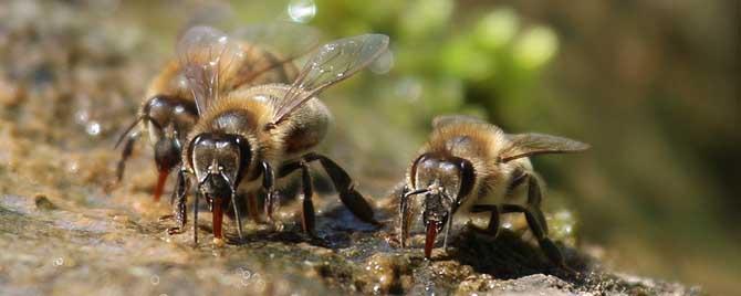 蜜蜂春繁在几月几日 蜜蜂秋繁时间农历
