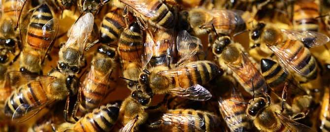 蜜蜂春季什么时候治螨 春天蜜蜂治螨应该在何时好?