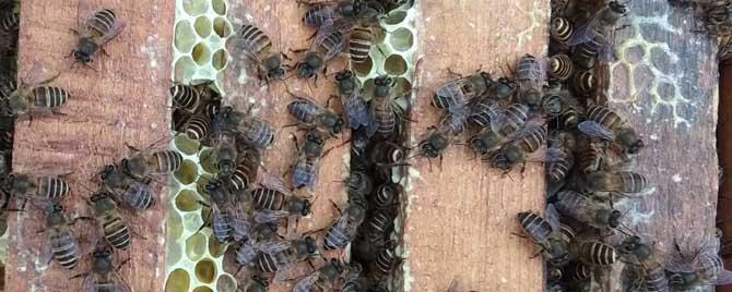 蜜蜂养殖前景怎么样 蜜蜂养殖现状