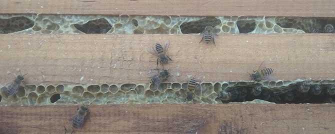 养50箱蜜蜂能挣多少钱 养蜜蜂赚钱吗20箱蜜蜂能挣多少钱