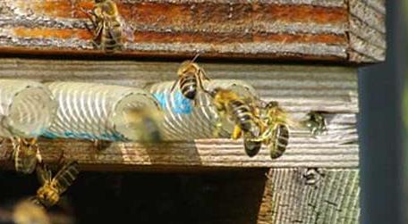 蜂群合并会不会回蜂 蜂群的合并