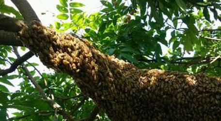 野外收蜂绝招及注意事项 收蜂要注意什么