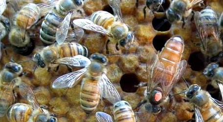 甲酸治蜂螨的用法及注意事项 甲酸治小蜂螨吗