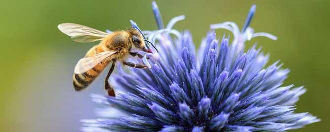 蜜蜂采蜜的过程是怎样的 蜜蜂采蜜的过程是怎么样的