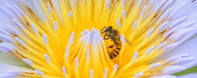 蜜蜂采蜜是什么行为（蜜蜂采蜜是什么行为类型）