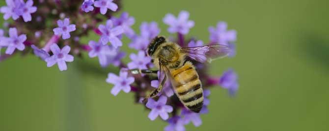 蜜蜂几条腿和几对翅膀 蜜蜂几对翅膀几条腿几个触角