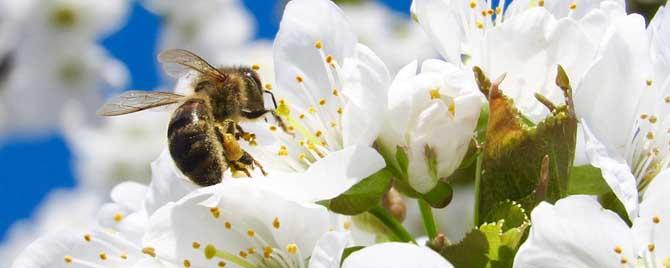 蜜蜂采蜜是什么季节 蜜蜂采蜜是几月份