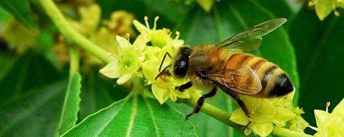 枣花蜜中毒有什么办法 枣花蜜有毒吗