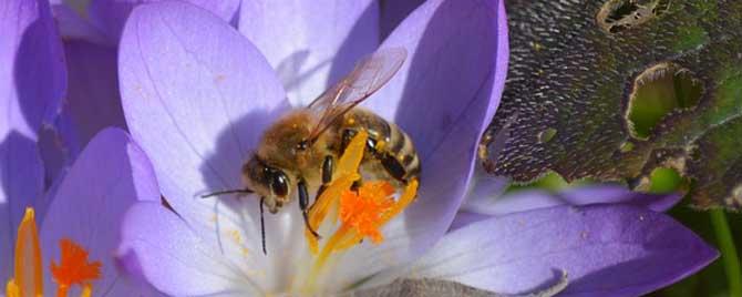 蜜蜂的特点有哪些 蜜蜂的特点有哪些象征着哪些人