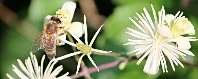 蜜蜂的生活特征有哪些 蜜蜂的生活特征是什么