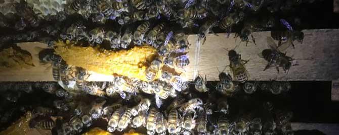 蜜蜂冬季怎么管理 蜜蜂秋冬季管理