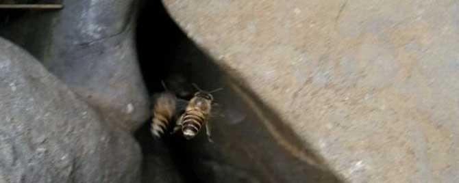 蜜蜂生活在什么地方 蜜蜂生活在哪里?