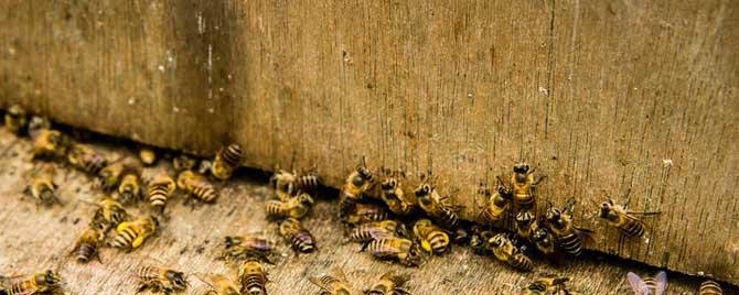蜜蜂合并回蜂怎么办 蜜蜂怎样合并蜂群