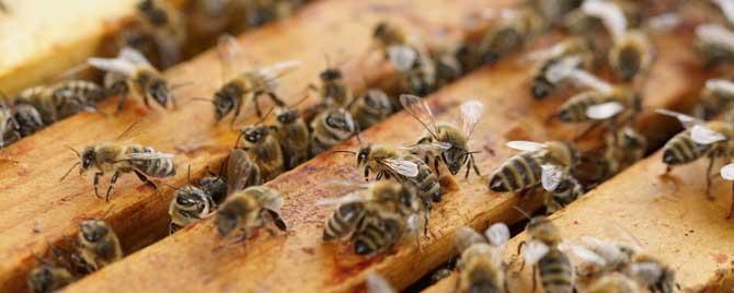 蜜蜂几月份开始秋繁 秋繁蜜蜂的时间