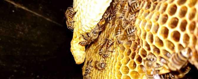 土蜜蜂割蜜怎么不伤子 土养蜜蜂怎样割蜜