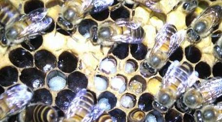 中蜂囊状幼虫病防治技术 中蜂囊状幼虫病怎样防治