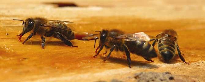 蜜蜂的寿命一般有多长 蜜蜂的寿命一般多长时间