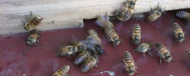 诱蜂箱里放什么好诱蜂 诱蜂桶里放什么好诱蜂
