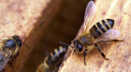 蜜蜂养殖新技术及注意事项（蜜蜂饲养管理的技术要点）