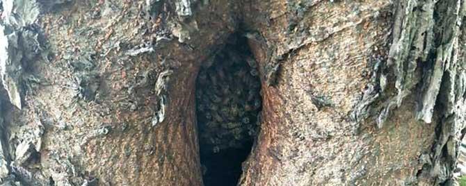 怎么样收树洞里的蜜蜂（如何收树洞中的野蜜蜂）