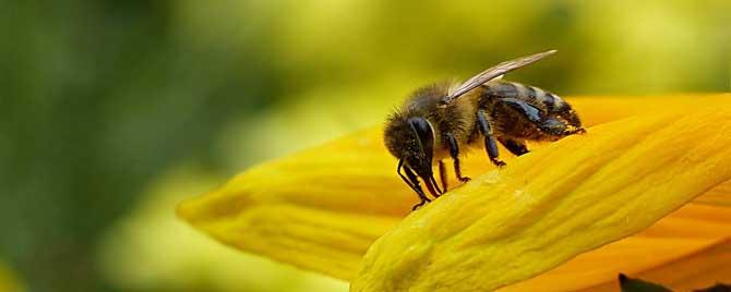 什么是工蜂 什么是工蜂工产