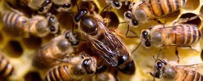 新疆黑蜂有什么特点 新疆黑蜂图片