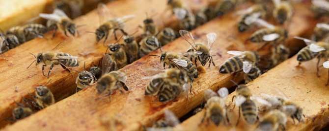 蜜蜂生长发育有几个阶段 蜜蜂生长发育有几个阶段?