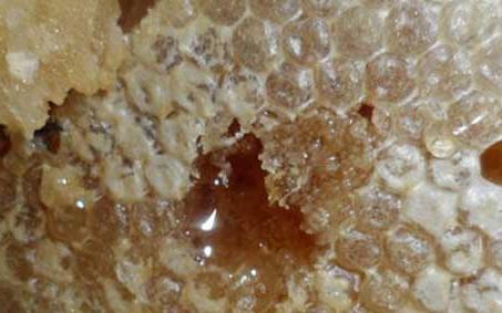 土蜂蜜 土蜂蜜的功效和作用