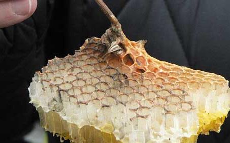 蜂巢(蜂窝) 蜂巢蜂窝能冶鼻炎吗