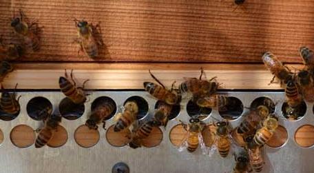 蜜蜂养殖技术及基本知识（蜜蜂的养殖方法介绍）