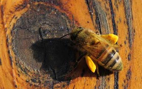 蜂花粉 蜂花粉是怎么形成的